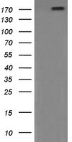 PIK3C2B Antibody