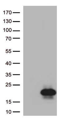 MelanA Antibody