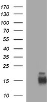 MelanA Antibody