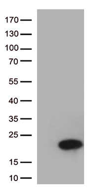 MelanA Antibody