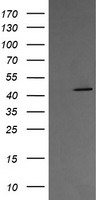 MEK1 Antibody