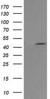 MEK1 Antibody