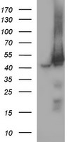 MEK1 Antibody