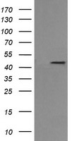 MEK1 Antibody