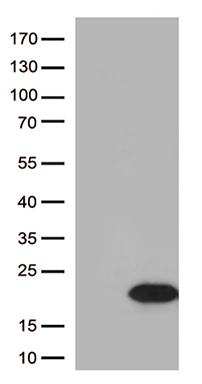 MelanA Antibody