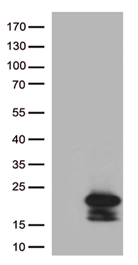 MelanA Antibody