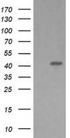 MEK1 Antibody
