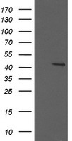 MEK1 Antibody