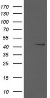 MEK1 Antibody