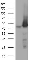 MEK1 Antibody