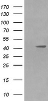MEK1 Antibody