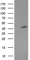 MEK1 Antibody