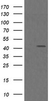 MAP2K1 Antibody