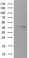 PARVA Antibody