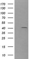 Parvin alpha Antibody