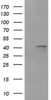 Parvin alpha Antibody