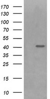 Parvin alpha Antibody
