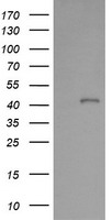 PARVA Antibody