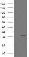 CFAP299 Antibody