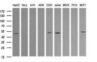 TRIM38 Antibody