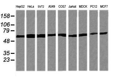 TRIM38 Antibody