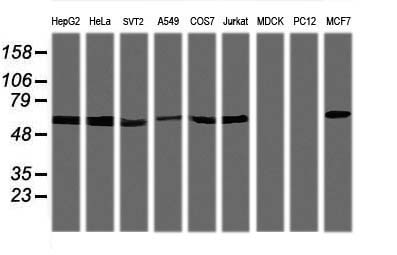 TRIM38 Antibody