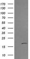 NY-ESO-1 Antibody