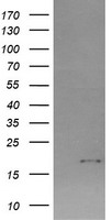 NY-ESO-1 Antibody
