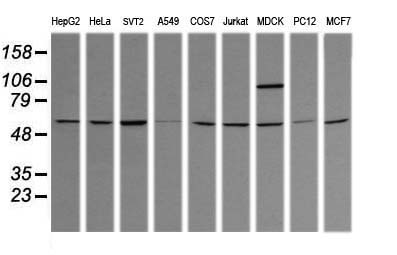 TRIM38 Antibody