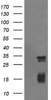 TRIM38 Antibody