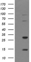 TRIM38 Antibody