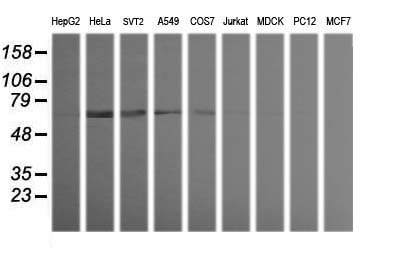 TRIM38 Antibody