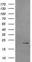 LZIC Antibody