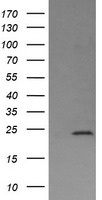 DPCD Antibody