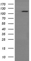 RASA1 Antibody