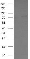 SESTD1 Antibody