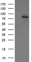 Solo Antibody