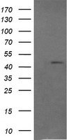 RASSF8 Antibody