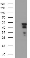 RNF39 Antibody