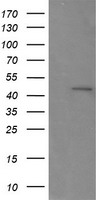 RNF39 Antibody