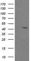 MAPK9 Antibody