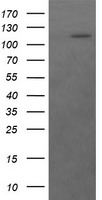 RASA1 Antibody