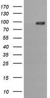 PIK3R5 Antibody