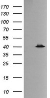 MAPK13 Antibody
