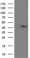 MAPK9 Antibody