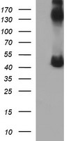 CALR3 Antibody