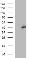 SAPK4 Antibody