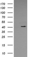 SAPK4 Antibody