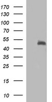SYT4 Antibody