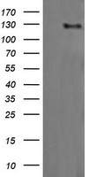Her2 Antibody